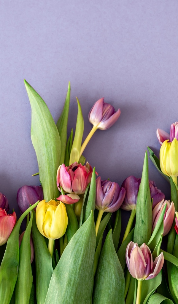 Разноцветные тюльпаны на сером фоне