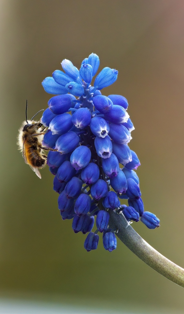 Цветок мускарик крупным планом
