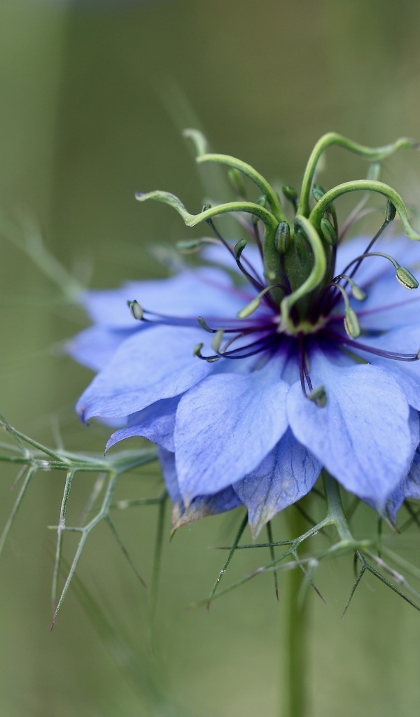 Цветок Чернушка дамасская крупным планом