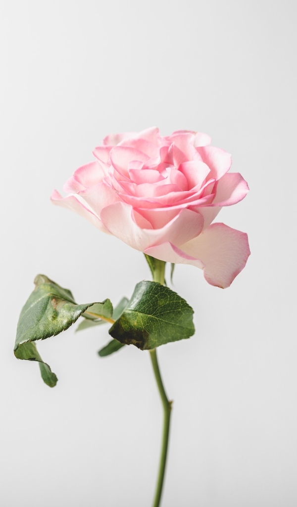 Одна розовая роза на сером фоне