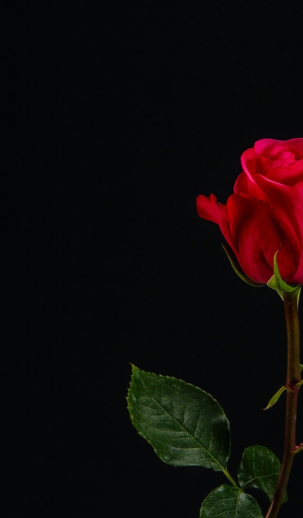 Одна красная роза на черном фоне