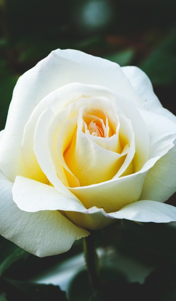 Одна белая роза на клумбе крупным планом