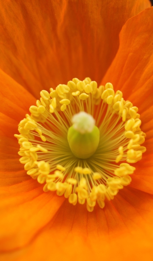 Оранжевый ирландский мак крупным планом