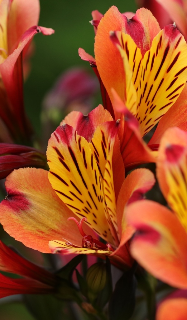 Оранжевые цветы альстромерии крупным планом