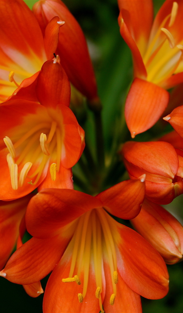 Оранжевые цветы амариллис крупным планом