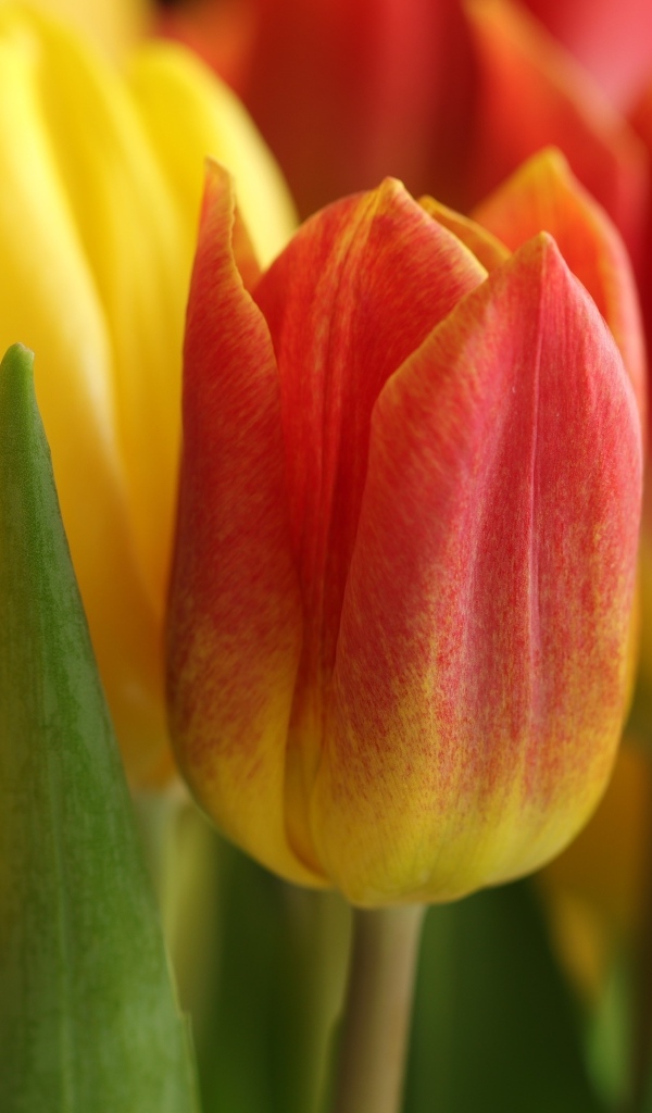 Оранжевые и желтые тюльпаны вблизи