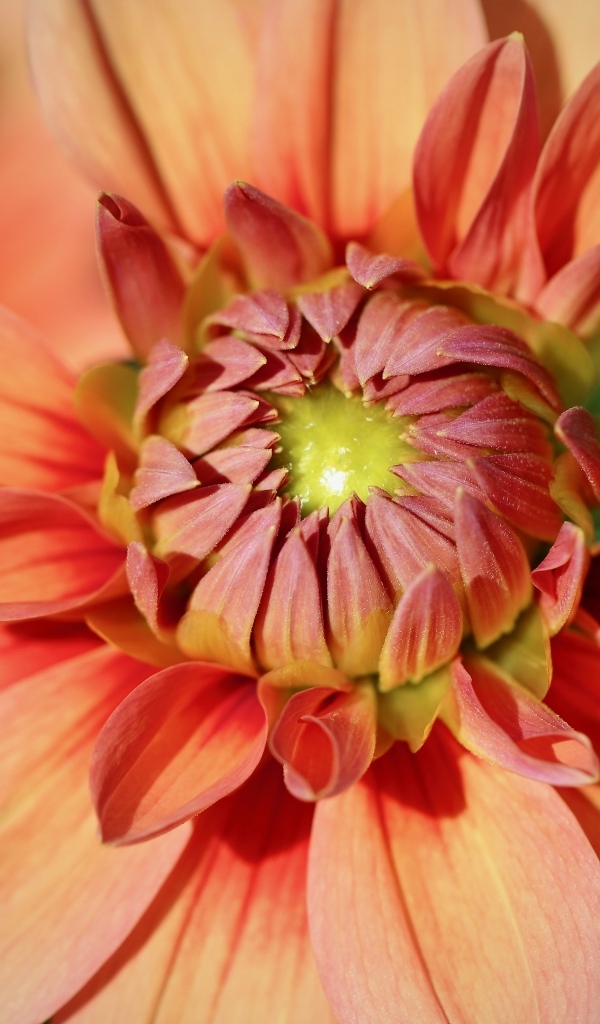 Оранжевый распускающийся цветок георгина