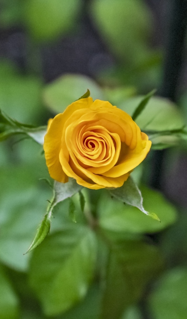 Оранжевая распускающаяся роза вид сверху