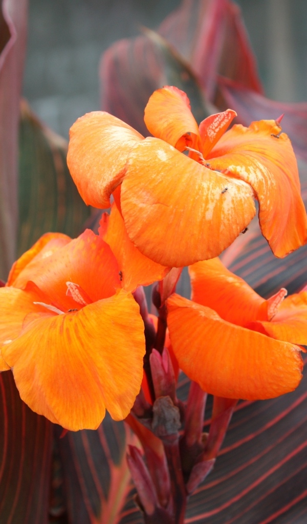 Оранжевые цветы канна крупным планом