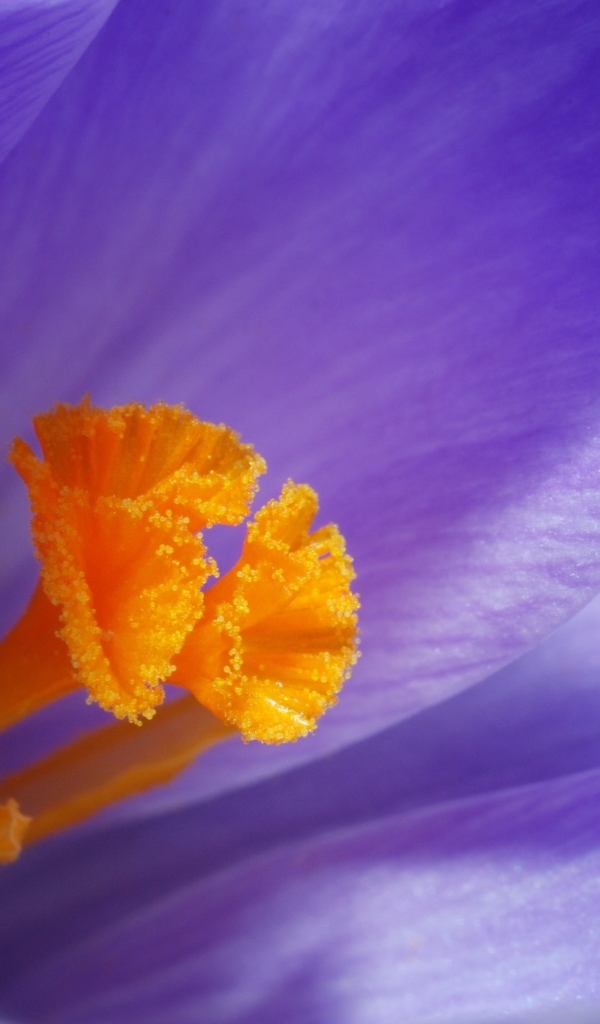 Оранжевая серединка фиолетового крокуса