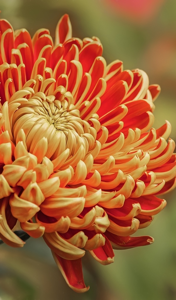 Оранжевая хризантема вблизи