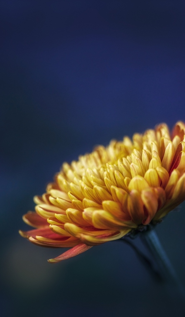 Оранжевый цветок хризантемы вблизи