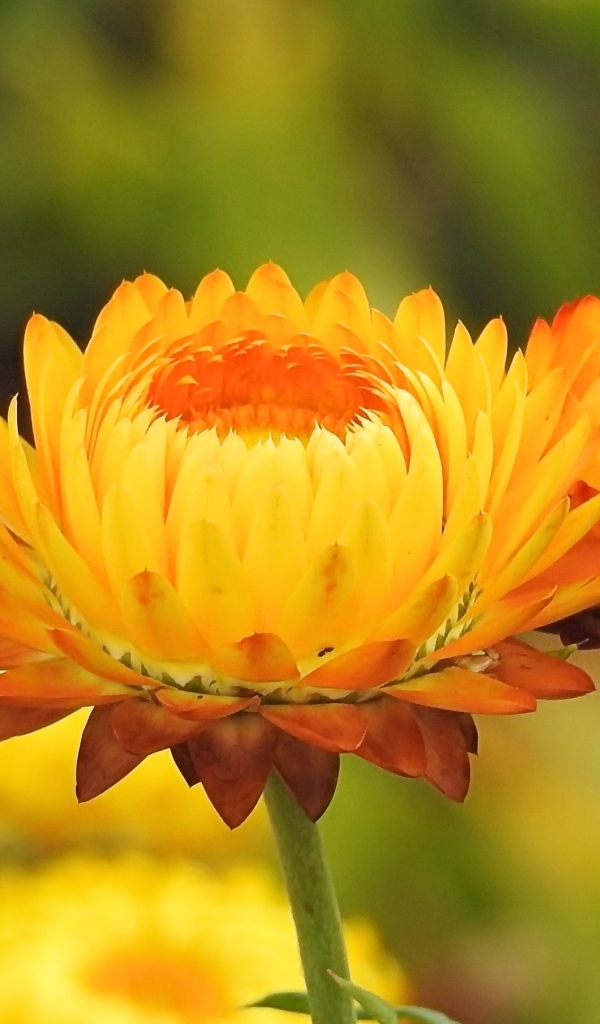 Оранжевые хризантемы крупным планом