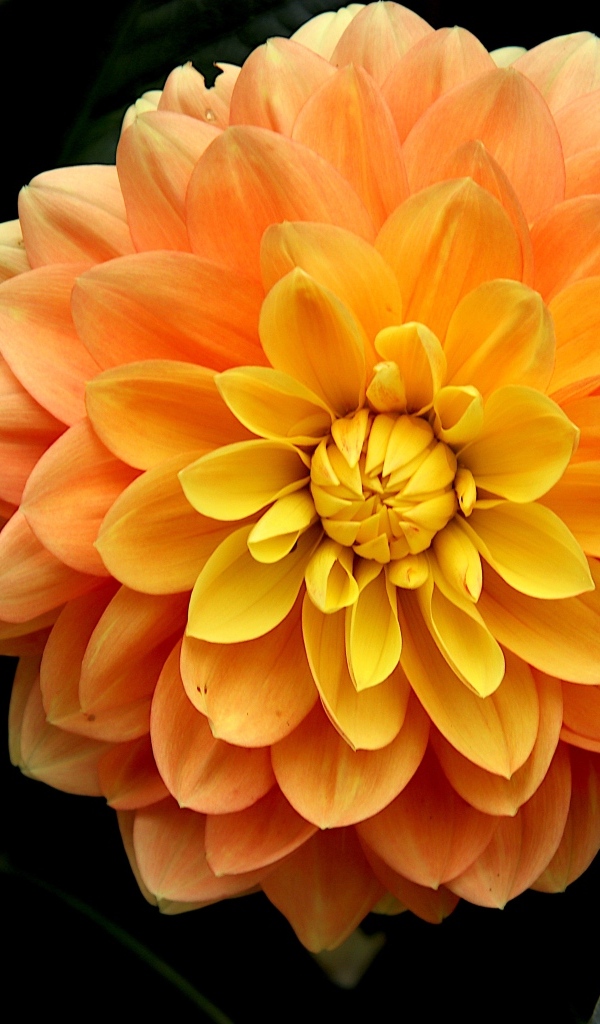 Оранжевый цветок георгина вблизи