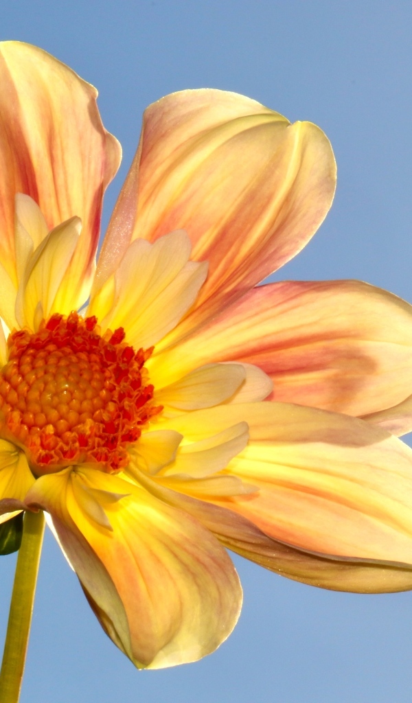 Оранжевый цветок георгина на голубом фоне