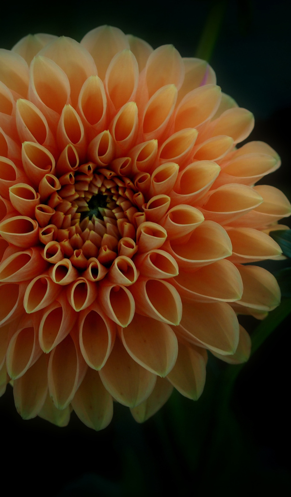 Оранжевый цветок георгина с бутоном на черном фоне