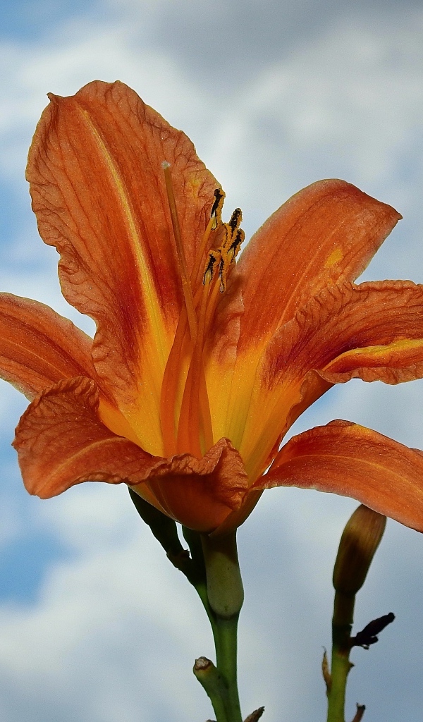 Оранжевый цветок лилейника на фоне неба