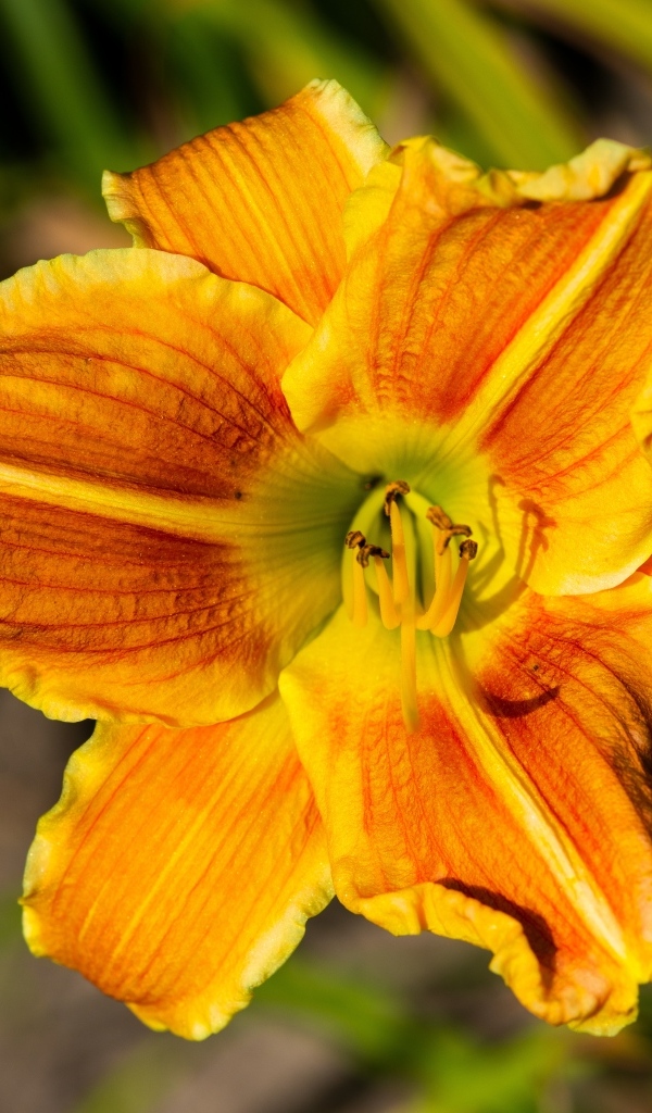 Оранжевый цветок лилейника в лучах солнца