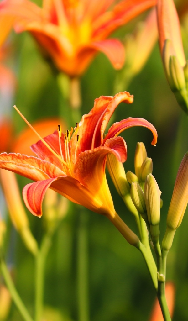 Оранжевые цветы лилейник с бутонами в лучах солнца