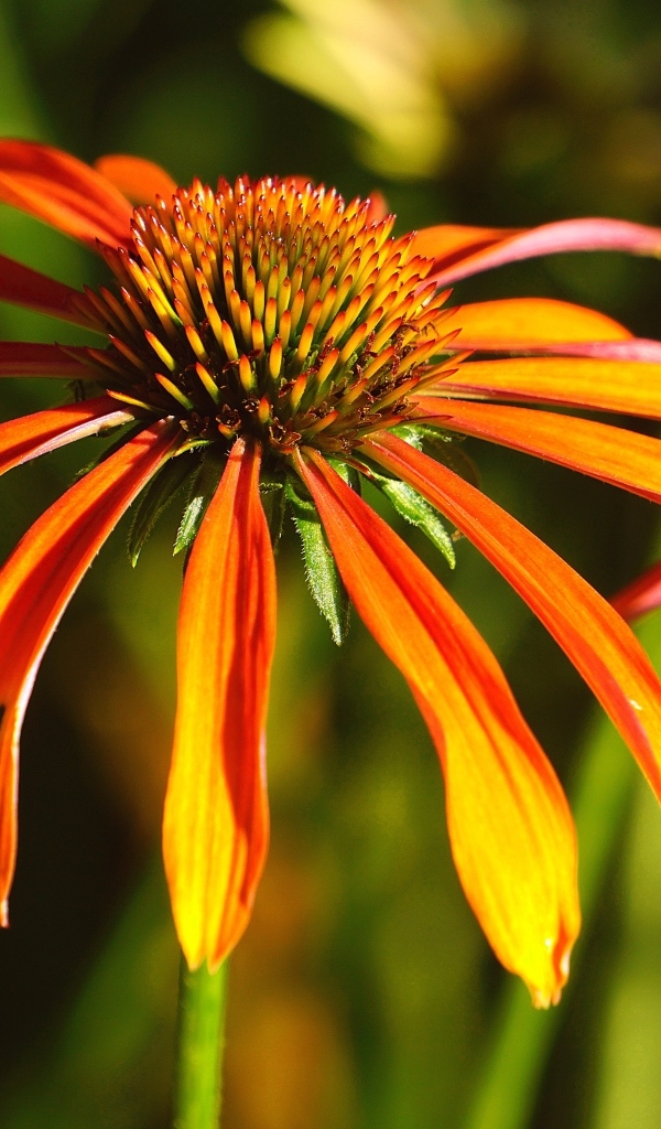 Оранжевый цветок эхинацея крупным планом