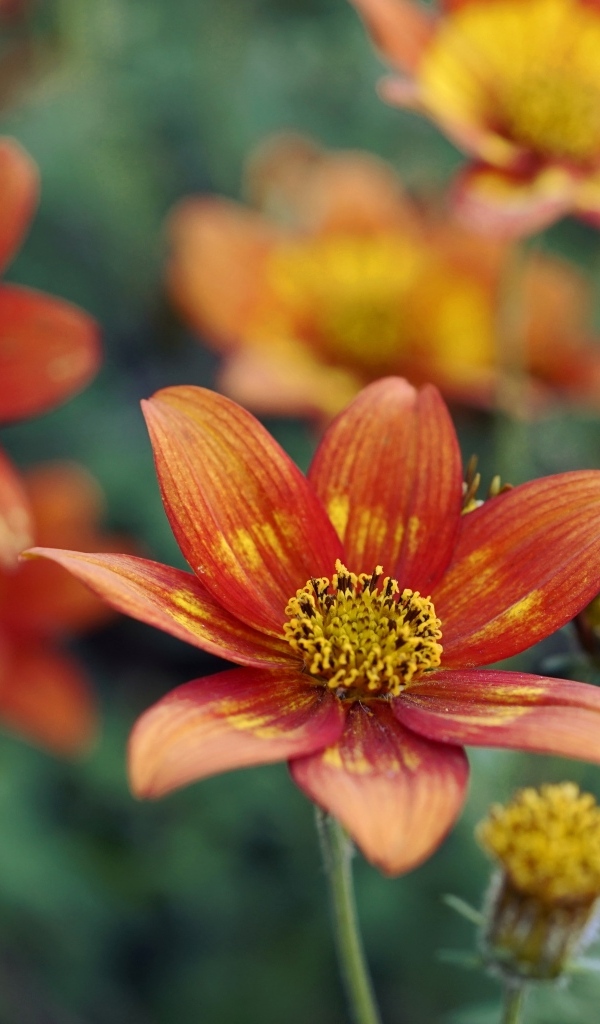 Оранжевые цветы на клумбе в саду