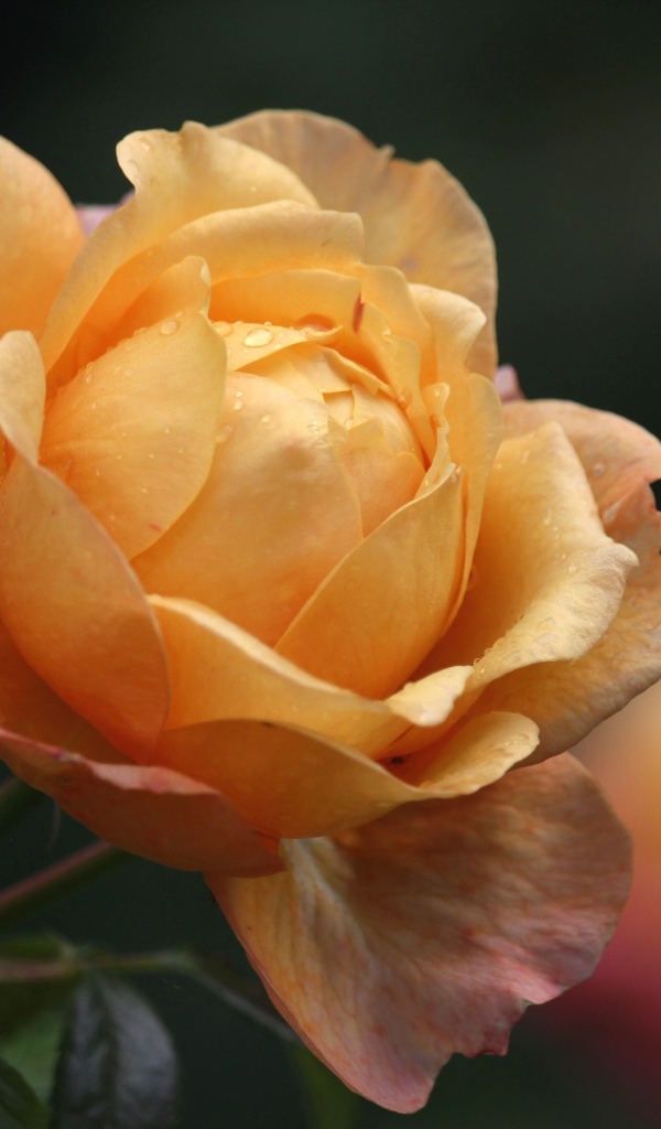 Оранжевая душистая роза с бутонами