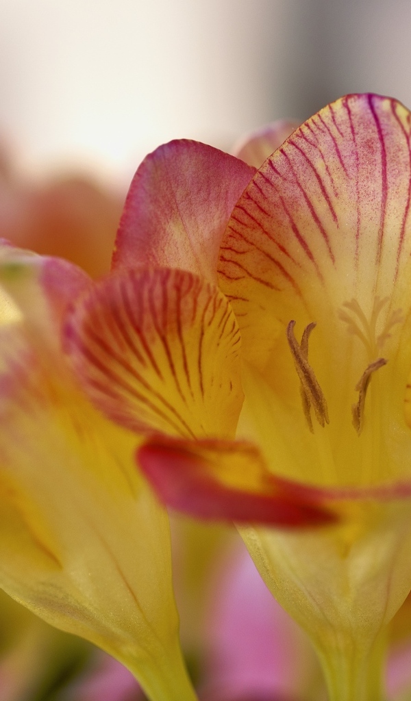 Оранжевые цветы фрезия крупным планом