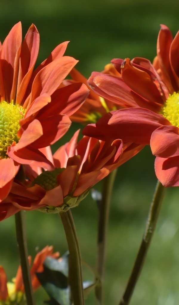 Оранжевые садовые цветы вблизи