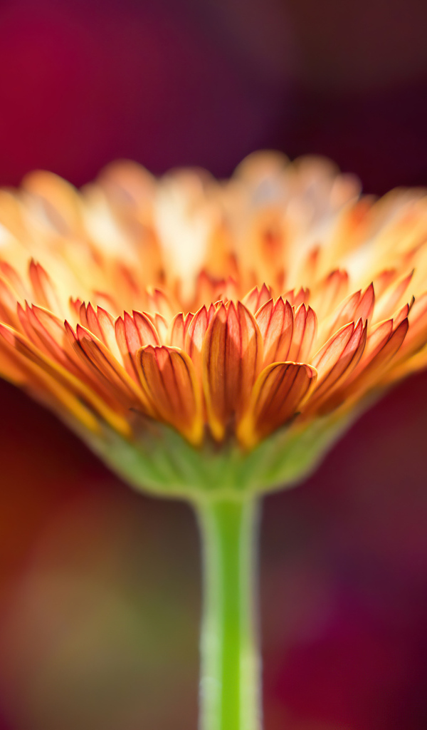 Оранжевый цветок герберы крупным планом