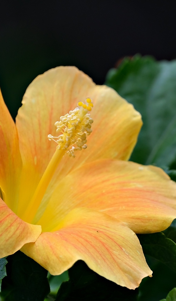 Оранжевый цветок гибискуса в зеленых листьях