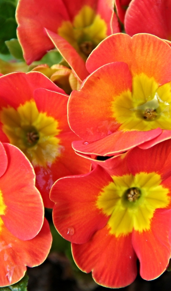 Оранжевые комнатные цветы примула