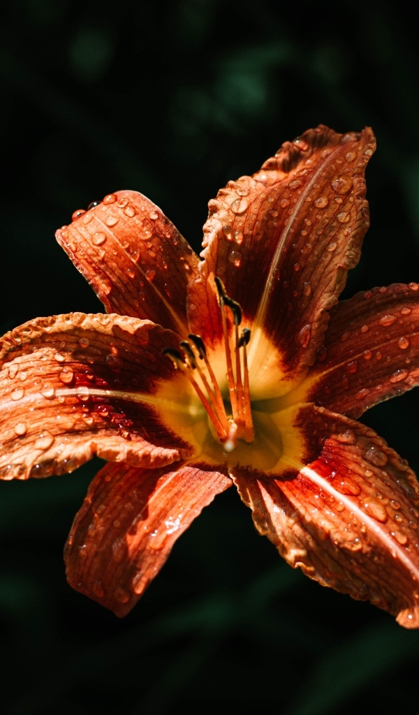 Оранжевая лилия в каплях росы на черном фоне