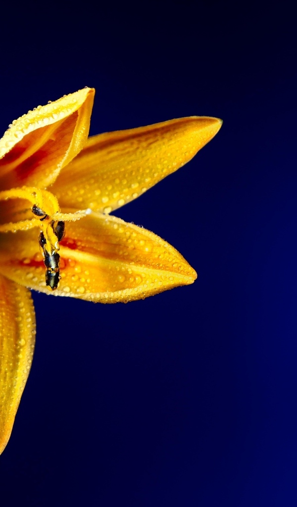 Оранжевая лилия на синем фоне