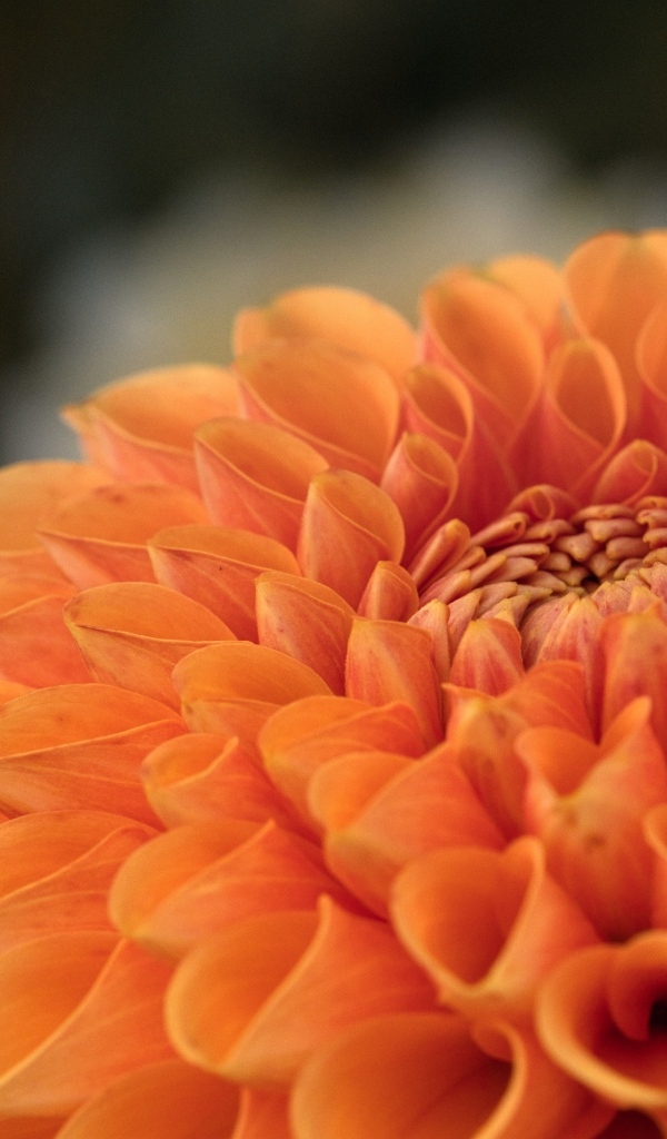 Оранжевая пышная георгина вблизи