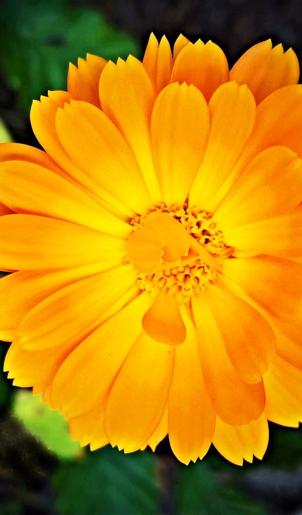 Оранжевый цветок календулы крупным планом