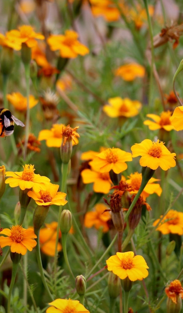 Оранжевые цветы бархатцы на клумбе