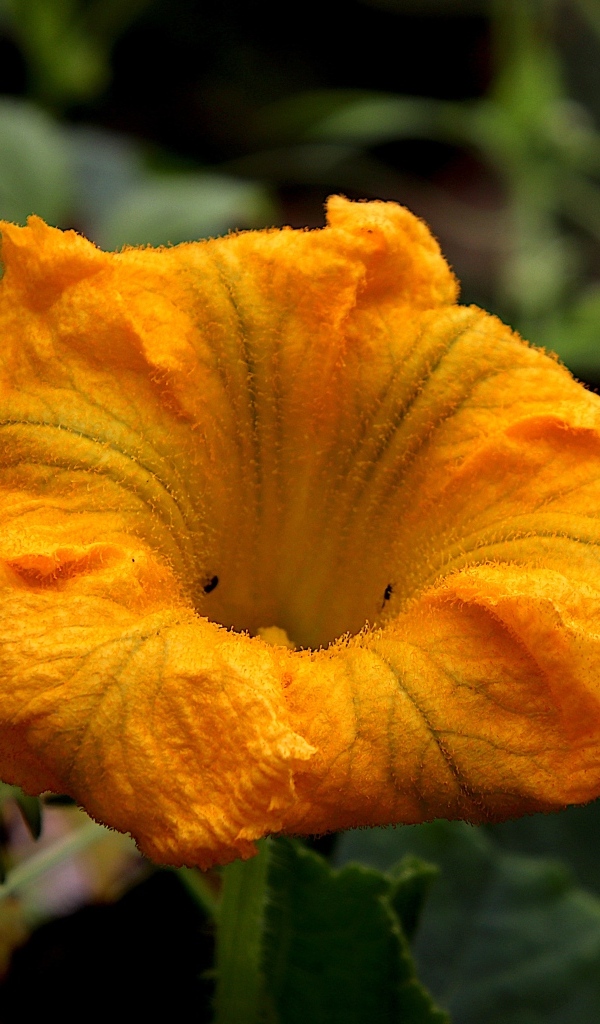 Оранжевый цветок тыквы на грядке