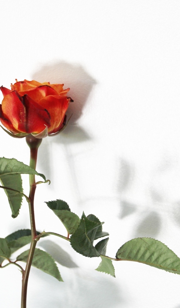 Цветок оранжевой розы на белом фоне