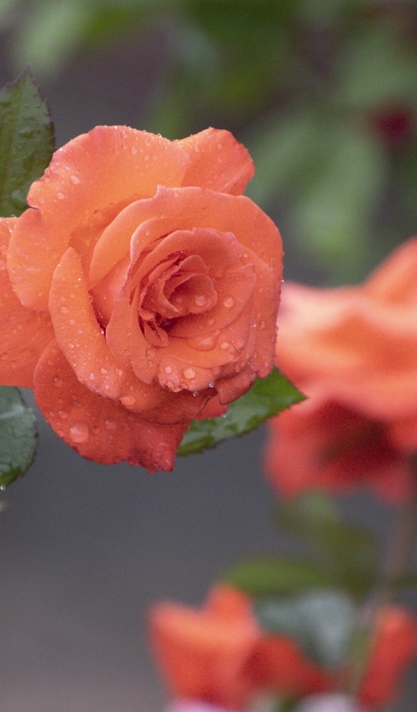 Оранжевая роза в каплях росы крупным планом