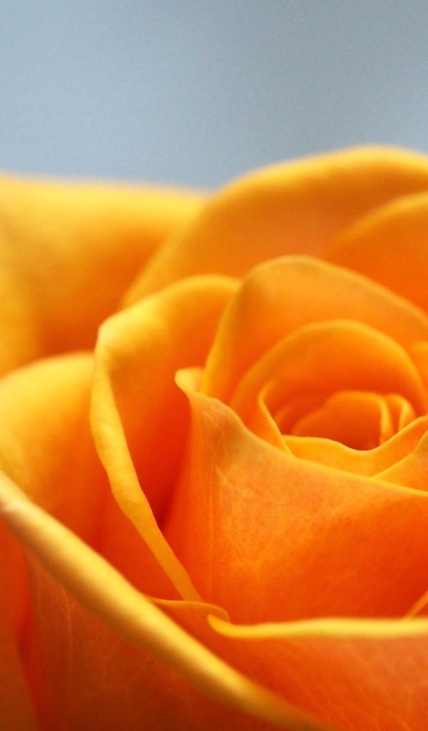 Апельсиновая роза на сером фоне крупным планом