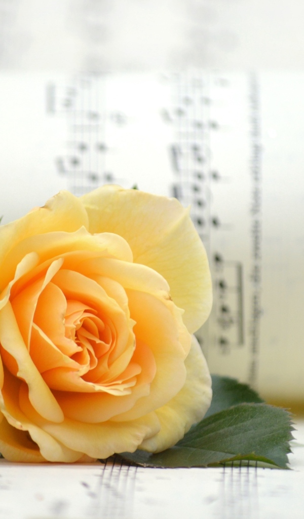 Оранжевая роза с нотной тетрадью