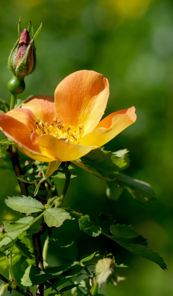Оранжевый цветок шиповника с бутоном  крупным планом