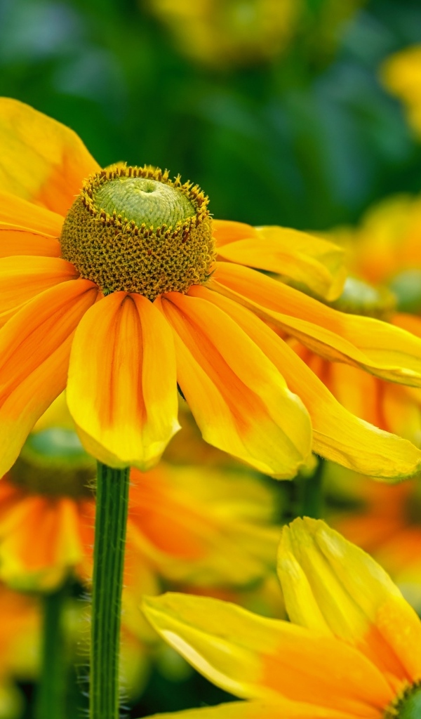 Оранжевые цветы рудбекия крупным планом на клумбе