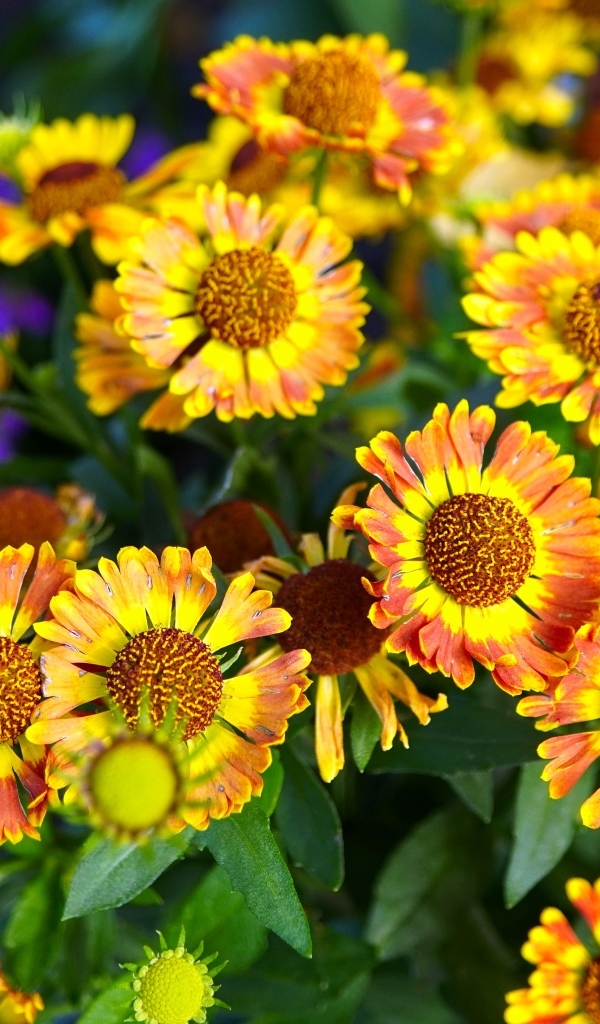 Оранжевые мелкие садовые цветы