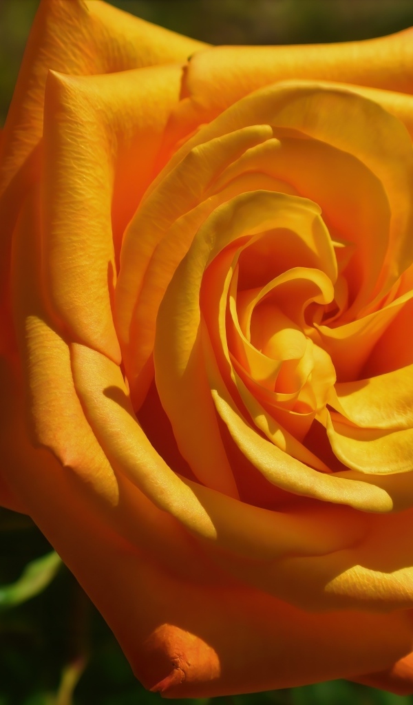 Оранжевая чайная роза на клумбе