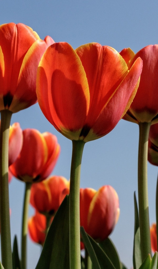 Оранжевые тюльпаны на фоне голубого неба
