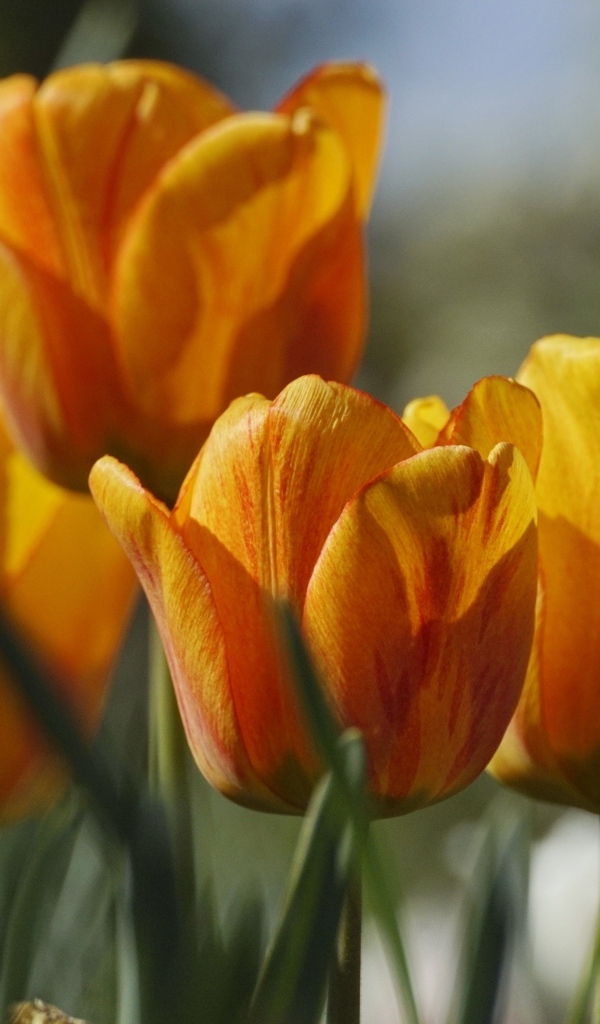 Оранжевые тюльпаны в лучах теплого солнца