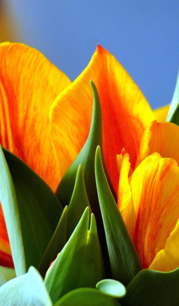 Оранжевые тюльпаны с зелеными листьями крупным планом