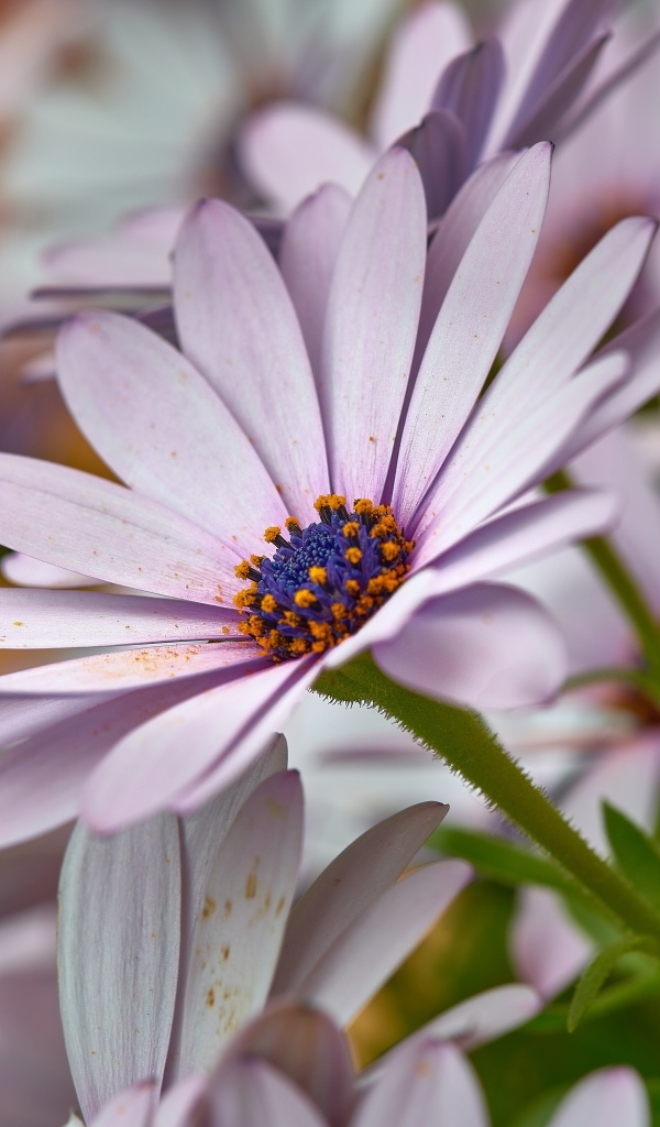 Цветы остеоспермум крупным планом