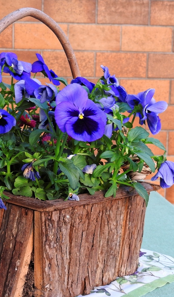 Цветы анютины глазки в декоративной корзине